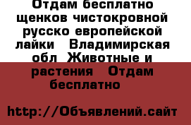 Отдам бесплатно щенков чистокровной русско-европейской лайки - Владимирская обл. Животные и растения » Отдам бесплатно   